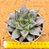 Echeveria purpusorum white - Imagem 1