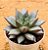 Echeveria purpusorum white - Imagem 2