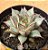 Echeveria purpusorum white - Imagem 1