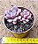 Graptoveria polaris heart - Imagem 2