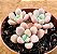 Graptoveria polaris heart - Imagem 2