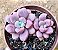 Graptoveria polaris heart - Imagem 1