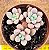 Graptoveria polaris heart - Imagem 1