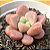 Graptoveria polaris heart - Imagem 2