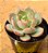 Echeveria madonna - Imagem 2