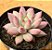 Echeveria goldfish - Imagem 1