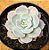 Sedum sinforasanum - Imagem 1