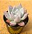 Echeveria colorata roof - Imagem 1