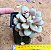 Graptopetalum amethystinum red - Imagem 3