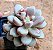 Graptopetalum amethystinum red - Imagem 2