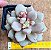 Graptopetalum amethystinum red - Imagem 1