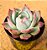 Echeveria casio - Imagem 1
