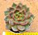 Echeveria purple microstar - Imagem 1