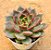 Echeveria purple microstar - Imagem 2