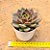 Echeveria purple microstar - Imagem 3