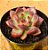 Echeveria purple microstar - Imagem 2