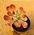 Monadenium stapeliads white - Imagem 1