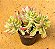 Monadenium stapeliads white - Imagem 3