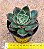 Echeveria paso doble - Imagem 3