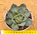Echeveria paso doble - Imagem 1