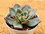 Echeveria paso doble - Imagem 2