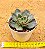Echeveria paso doble - Imagem 3