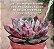Echeveria paso doble - Imagem 6