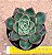 Echeveria paso doble - Imagem 2