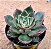 Echeveria paso doble - Imagem 1