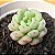 Echeveria cute bean - Imagem 1
