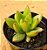 Pachyphytum dracônia - Imagem 2