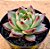 Echeveria night demon - Imagem 2