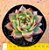 Echeveria night demon - Imagem 1