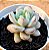 Echeveria star snow - Imagem 2
