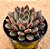 Echeveria obscuris - Imagem 2