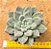 Echeveria night cloud - Imagem 1