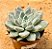 Echeveria night cloud - Imagem 3
