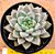 Echeveria night cloud - Imagem 1