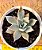 Echeveria aquila - muda pequena - Imagem 1