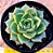 Echeveria viridessa - Imagem 1
