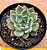 Echeveria vexaria - Imagem 1