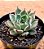Echeveria vexaria - Imagem 2