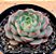 Echeveria miraglen - Imagem 2