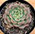 Echeveria miraglen - Imagem 1