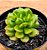Echeveria red lantern - Imagem 1