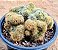 Mammillaria prolifera cristata - Imagem 2