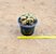 Mammillaria prolifera cristata - Imagem 4