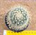 Mammillaria pryngii - Imagem 2