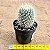 Mammillaria pryngii - Imagem 3