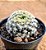 Mammillaria schiedeana - Imagem 3